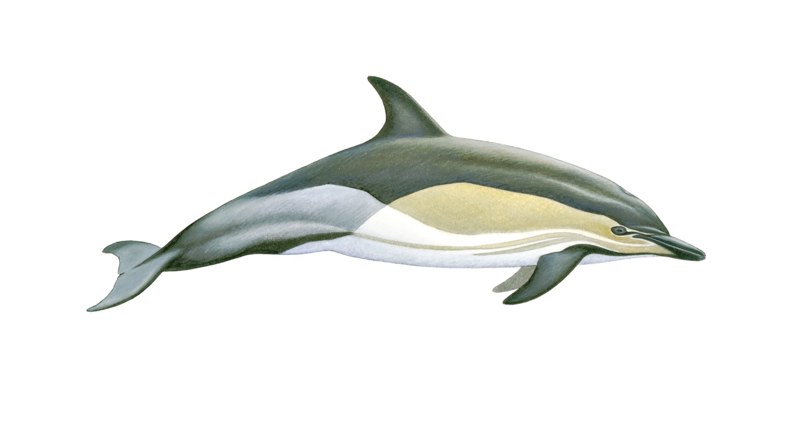 gewone dolfijn