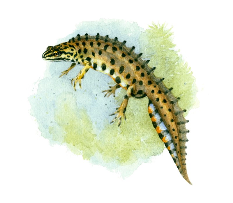 kleine watersalamander