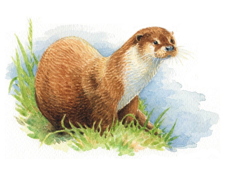 otter